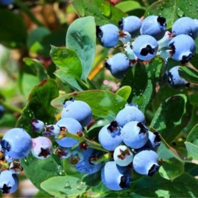 Голубика высокорослая Элизабет